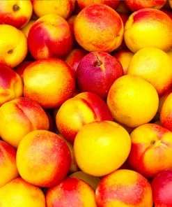 Fast Growing Trees Fantasia Nectarine Tree See All Fruit Trees