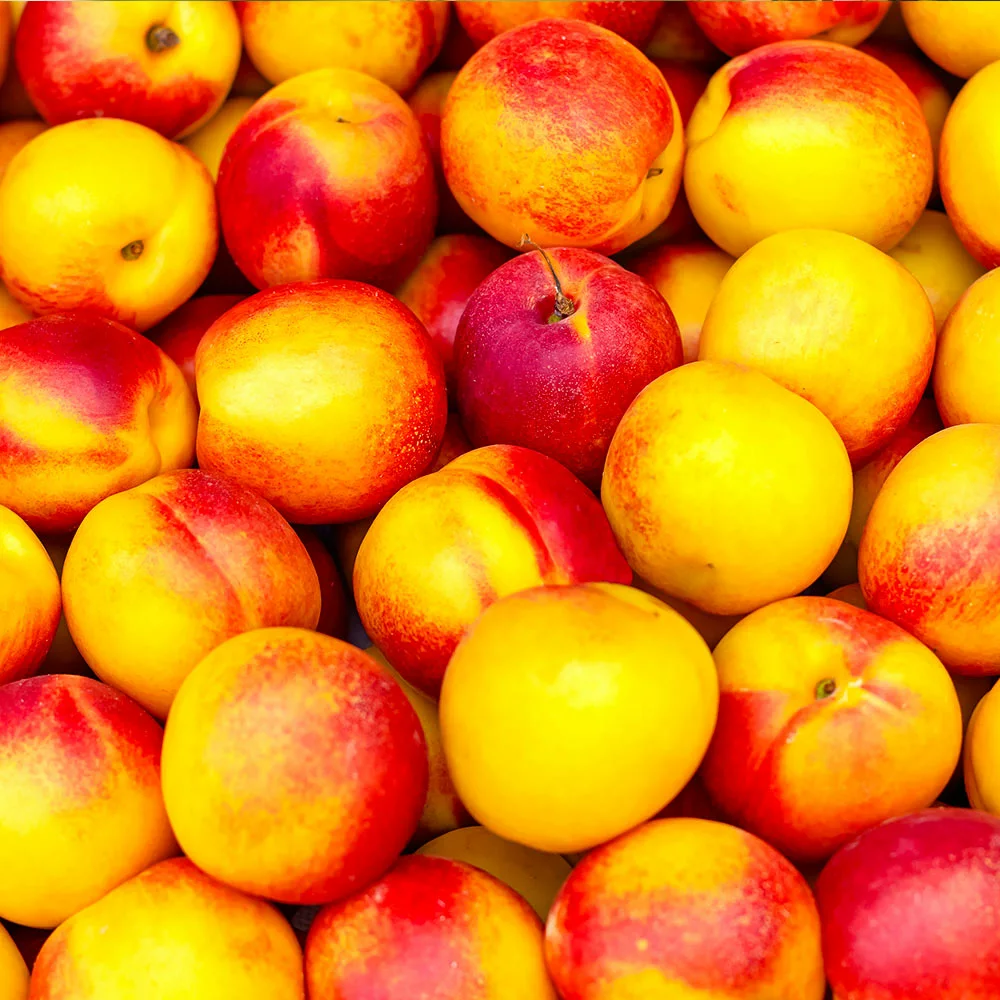 Fast Growing Trees See All Fruit Trees Fantasia Nectarine Tree 5 Fast Growing Trees See All Fruit Trees Fantasia Nectarine Tree