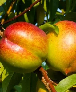 Fast Growing Trees Fantasia Nectarine Tree See All Fruit Trees
