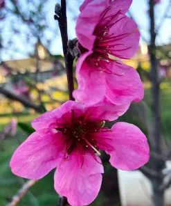 Fast Growing Trees See All Fruit Trees Fantasia Nectarine Tree 9 Fast Growing Trees See All Fruit Trees Fantasia Nectarine Tree