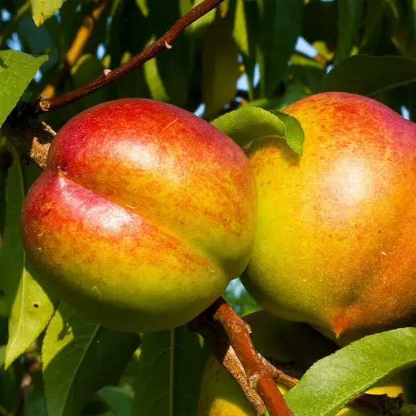 Fast Growing Trees See All Fruit Trees Fantasia Nectarine Tree 3 Fast Growing Trees See All Fruit Trees Fantasia Nectarine Tree