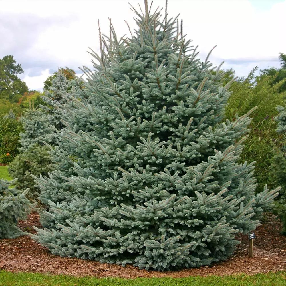Fast Growing Trees Fat Albert Colorado Blue Spruce Spruce Trees 5 Fast Growing Trees Fat Albert Colorado Blue Spruce Spruce Trees