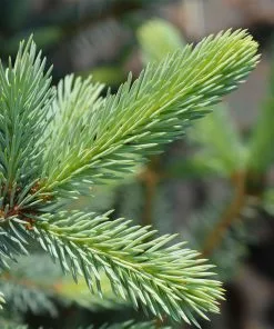 Fast Growing Trees Fat Albert Colorado Blue Spruce Spruce Trees 10 Fast Growing Trees Fat Albert Colorado Blue Spruce Spruce Trees