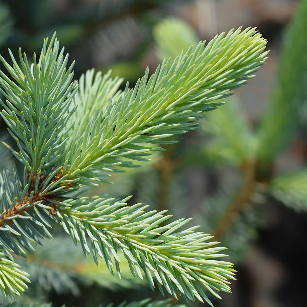 Fast Growing Trees Fat Albert Colorado Blue Spruce Spruce Trees 6 Fast Growing Trees Fat Albert Colorado Blue Spruce Spruce Trees