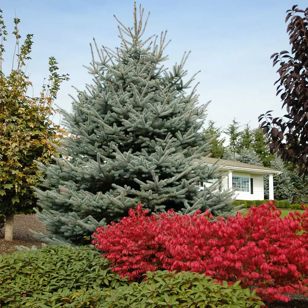 Fast Growing Trees Fat Albert Colorado Blue Spruce Spruce Trees 4 Fast Growing Trees Fat Albert Colorado Blue Spruce Spruce Trees