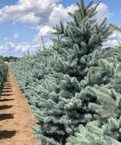 Fast Growing Trees Fat Albert Colorado Blue Spruce Spruce Trees 11 Fast Growing Trees Fat Albert Colorado Blue Spruce Spruce Trees