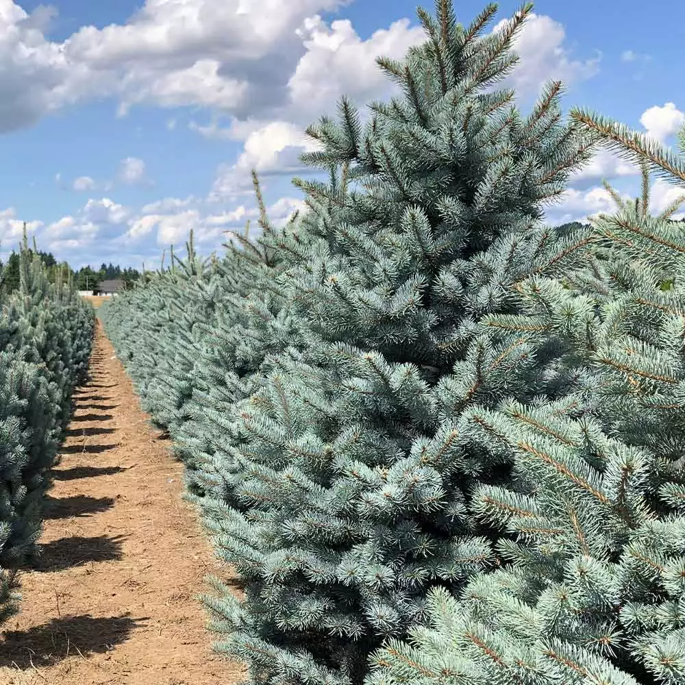 Fast Growing Trees Fat Albert Colorado Blue Spruce Spruce Trees 7 Fast Growing Trees Fat Albert Colorado Blue Spruce Spruce Trees
