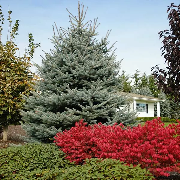 Fast Growing Trees Fat Albert Colorado Blue Spruce Spruce Trees 3 Fast Growing Trees Fat Albert Colorado Blue Spruce Spruce Trees