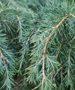 Fast Growing Trees Feelin' Blue® Deodar Cedar 10 Fast Growing Trees Feelin' Blue® Deodar Cedar