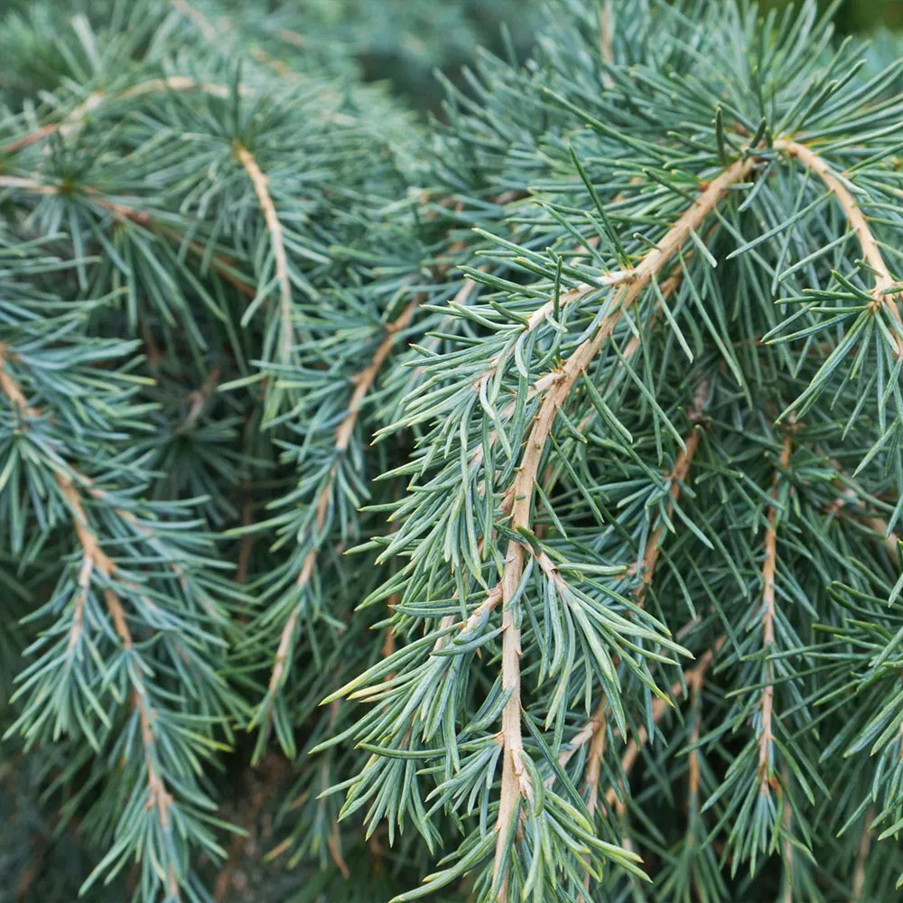 Fast Growing Trees Feelin' Blue® Deodar Cedar 5 Fast Growing Trees Feelin' Blue® Deodar Cedar