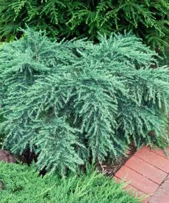 Fast Growing Trees Feelin' Blue® Deodar Cedar 11 Fast Growing Trees Feelin' Blue® Deodar Cedar