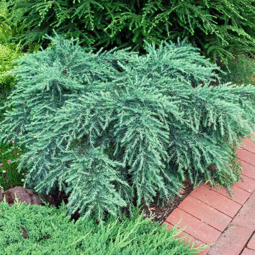 Fast Growing Trees Feelin' Blue® Deodar Cedar 6 Fast Growing Trees Feelin' Blue® Deodar Cedar