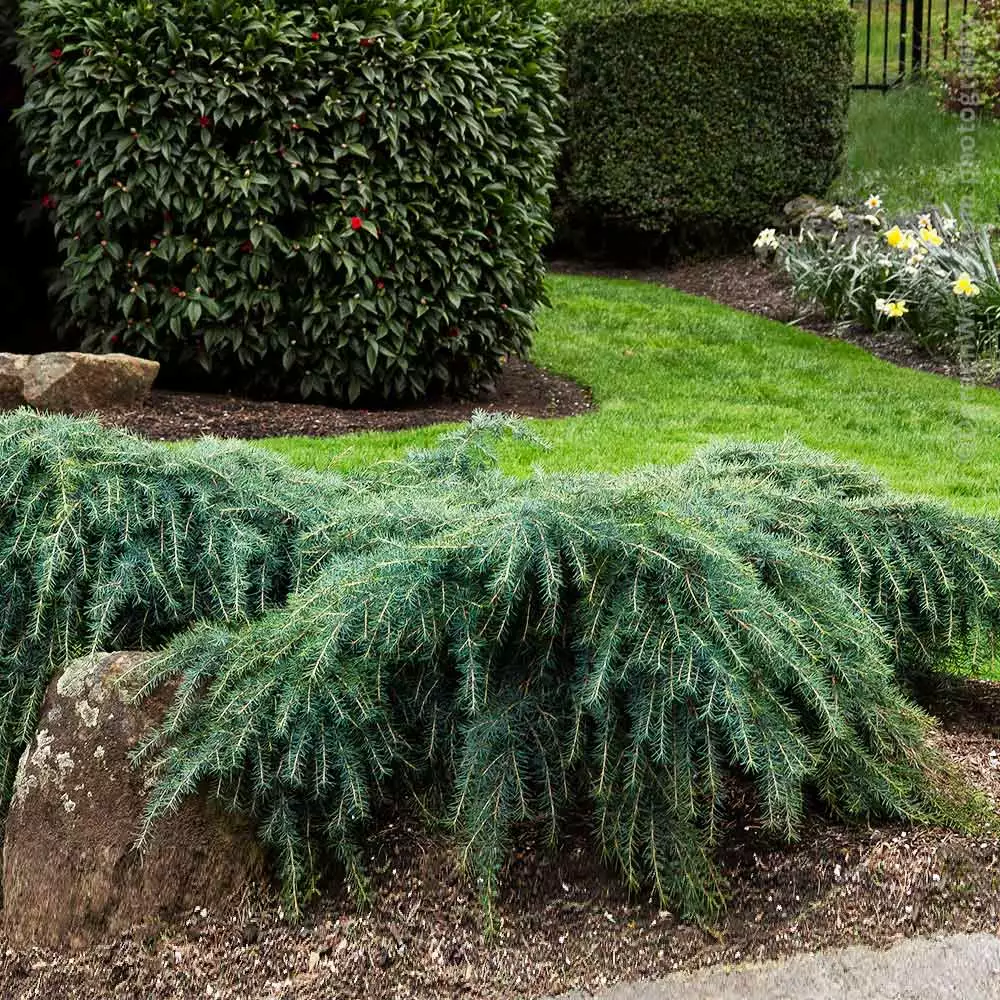 Fast Growing Trees Feelin' Blue® Deodar Cedar 7 Fast Growing Trees Feelin' Blue® Deodar Cedar