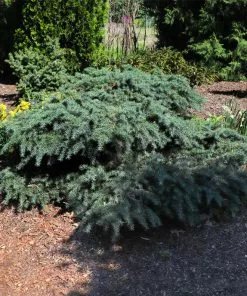 Fast Growing Trees Feelin' Blue® Deodar Cedar 13 Fast Growing Trees Feelin' Blue® Deodar Cedar