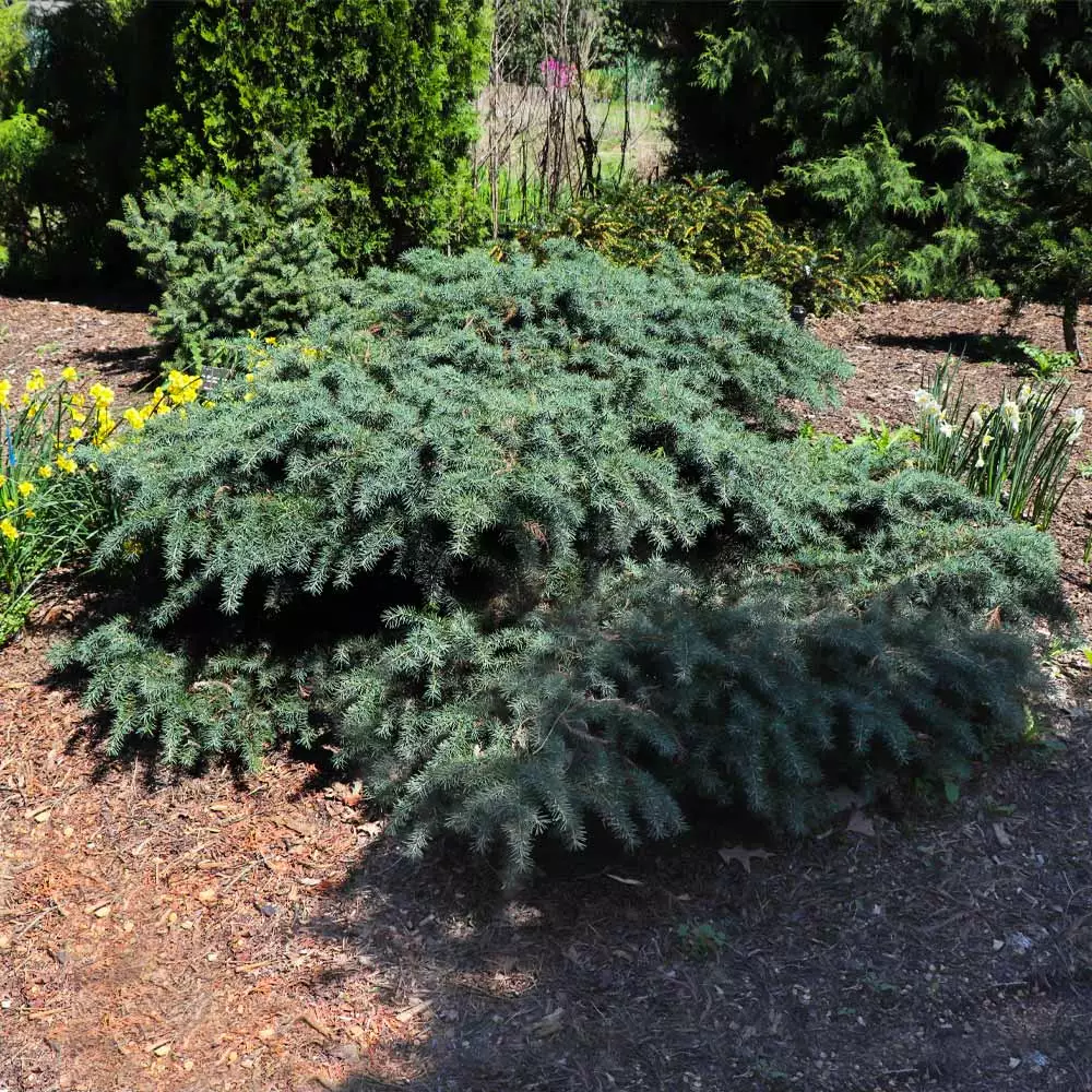 Fast Growing Trees Feelin' Blue® Deodar Cedar 8 Fast Growing Trees Feelin' Blue® Deodar Cedar