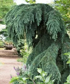 Fast Growing Trees Feelin' Blue® Deodar Cedar