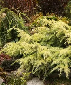 Fast Growing Trees Feelin' Sunny® Deodar Cedar