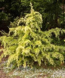 Fast Growing Trees Feelin' Sunny® Deodar Cedar