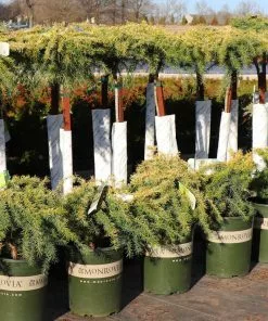 Fast Growing Trees Feelin' Sunny® Deodar Cedar