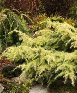 Fast Growing Trees Feelin' Sunny® Deodar Cedar