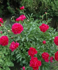Fast Growing Trees Felix Crousse Peony 7 Fast Growing Trees Felix Crousse Peony