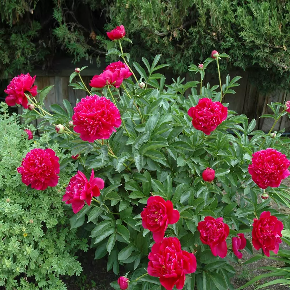 Fast Growing Trees Felix Crousse Peony 5 Fast Growing Trees Felix Crousse Peony