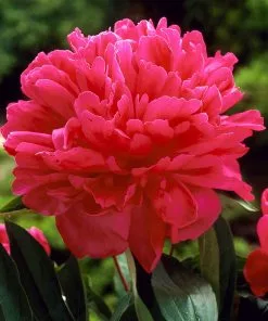 Fast Growing Trees Felix Crousse Peony