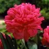 Fast Growing Trees Felix Crousse Peony 2 Fast Growing Trees Felix Crousse Peony
