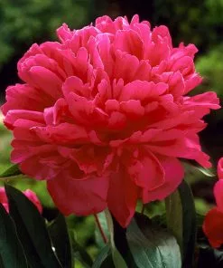 Fast Growing Trees Felix Crousse Peony