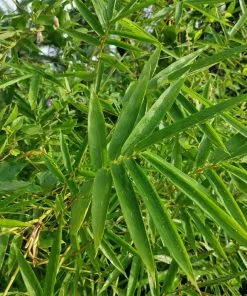 Fast Growing Trees Fernleaf Bamboo Bamboo Trees