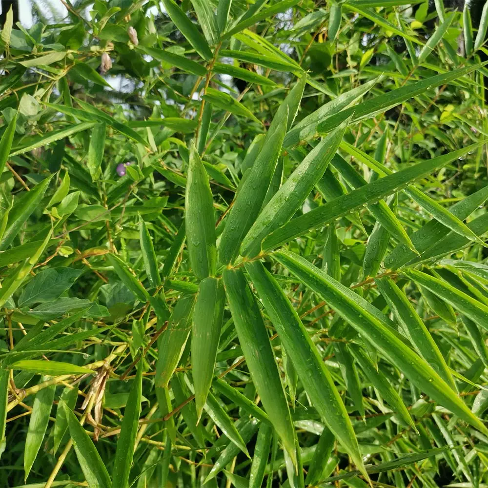 Fast Growing Trees Fernleaf Bamboo Bamboo Trees 4 Fast Growing Trees Fernleaf Bamboo Bamboo Trees
