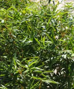 Fast Growing Trees Fernleaf Bamboo Bamboo Trees 9 Fast Growing Trees Fernleaf Bamboo Bamboo Trees