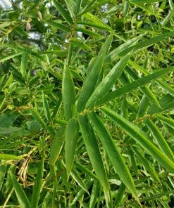 Fast Growing Trees Fernleaf Bamboo Bamboo Trees