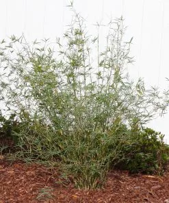 Fast Growing Trees Fernleaf Bamboo Bamboo Trees 8 Fast Growing Trees Fernleaf Bamboo Bamboo Trees