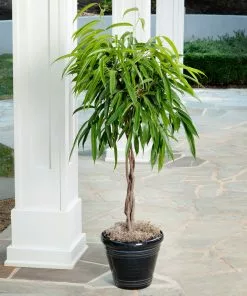 Fast Growing Trees Ficus Alii Braid Plant 18 Fast Growing Trees Ficus Alii Braid Plant