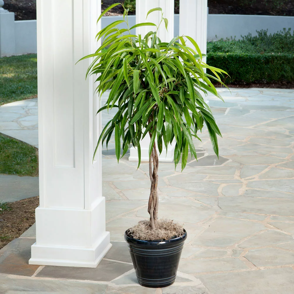 Fast Growing Trees Ficus Alii Braid Plant 6 Fast Growing Trees Ficus Alii Braid Plant