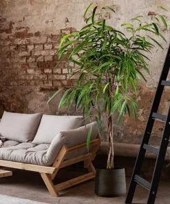 Fast Growing Trees Ficus Alii Braid Plant