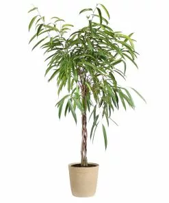 Fast Growing Trees Ficus Alii Braid Plant 25 Fast Growing Trees Ficus Alii Braid Plant