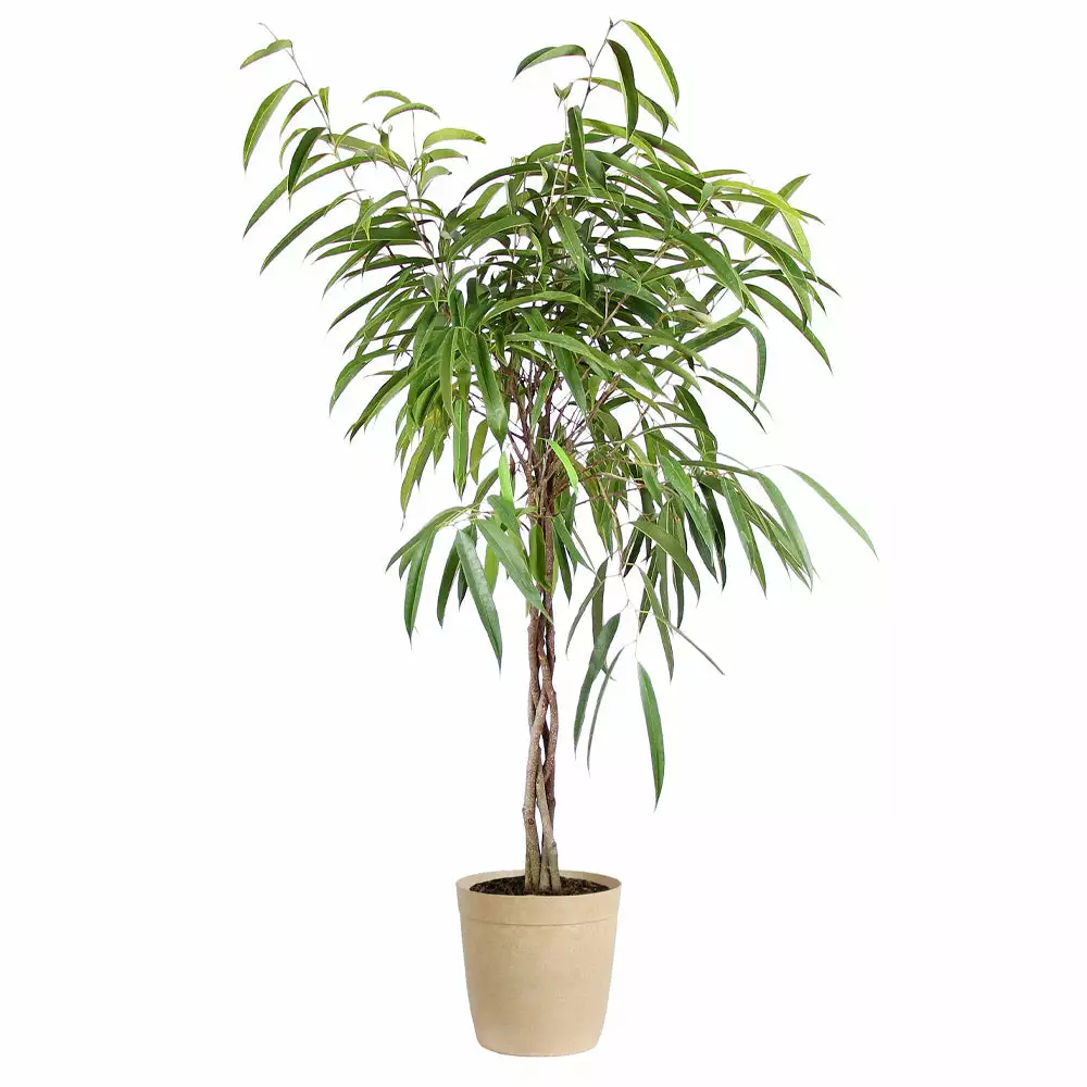 Fast Growing Trees Ficus Alii Braid Plant 13 Fast Growing Trees Ficus Alii Braid Plant