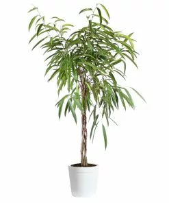 Fast Growing Trees Ficus Alii Braid Plant 26 Fast Growing Trees Ficus Alii Braid Plant