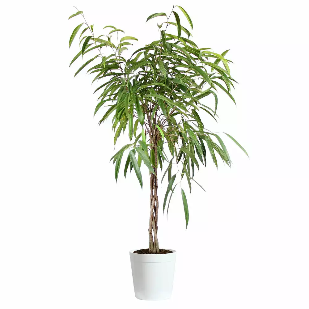 Fast Growing Trees Ficus Alii Braid Plant 14 Fast Growing Trees Ficus Alii Braid Plant