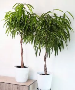 Fast Growing Trees Ficus Alii Braid Plant 17 Fast Growing Trees Ficus Alii Braid Plant