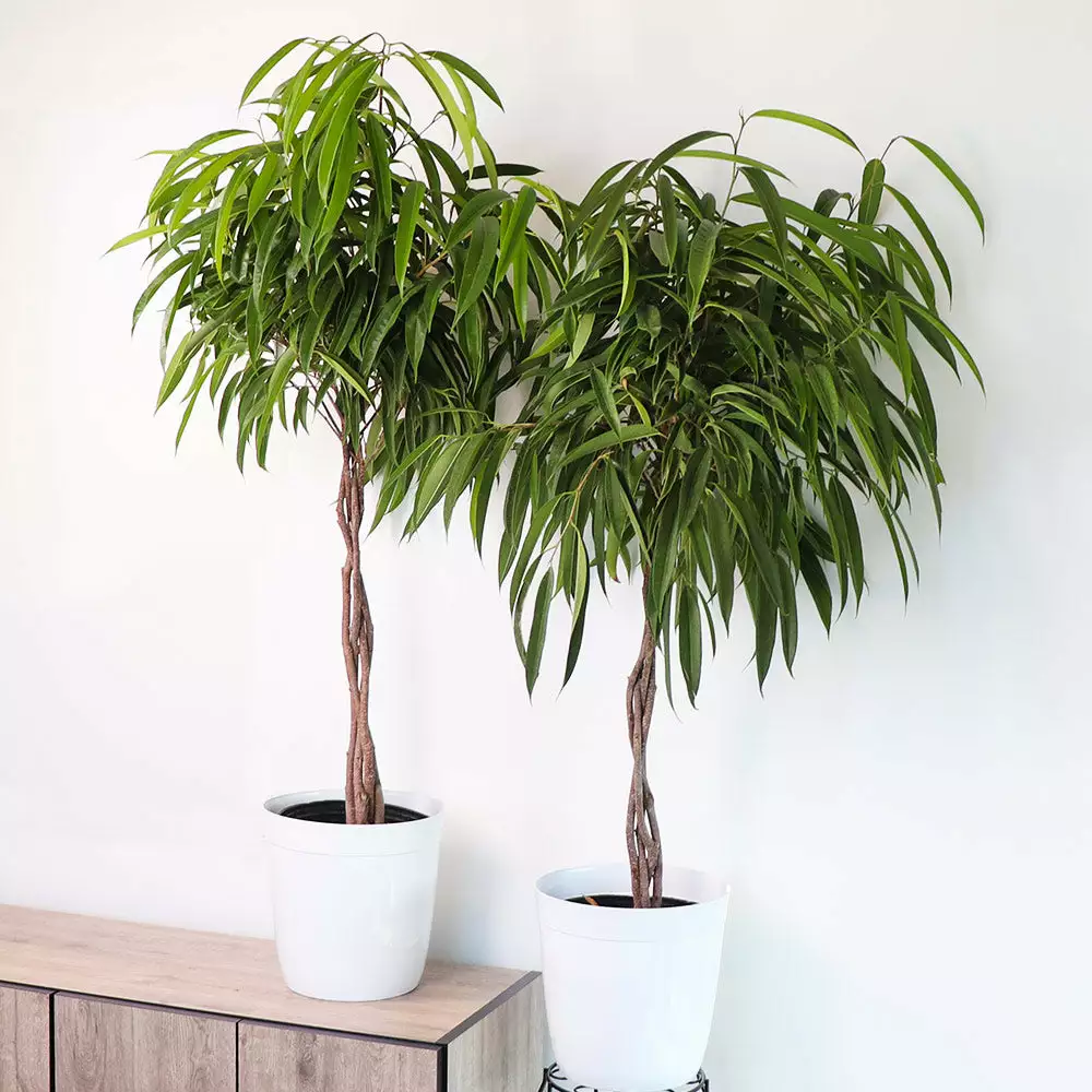 Fast Growing Trees Ficus Alii Braid Plant 5 Fast Growing Trees Ficus Alii Braid Plant