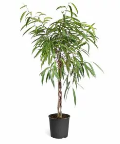 Fast Growing Trees Ficus Alii Braid Plant 24 Fast Growing Trees Ficus Alii Braid Plant