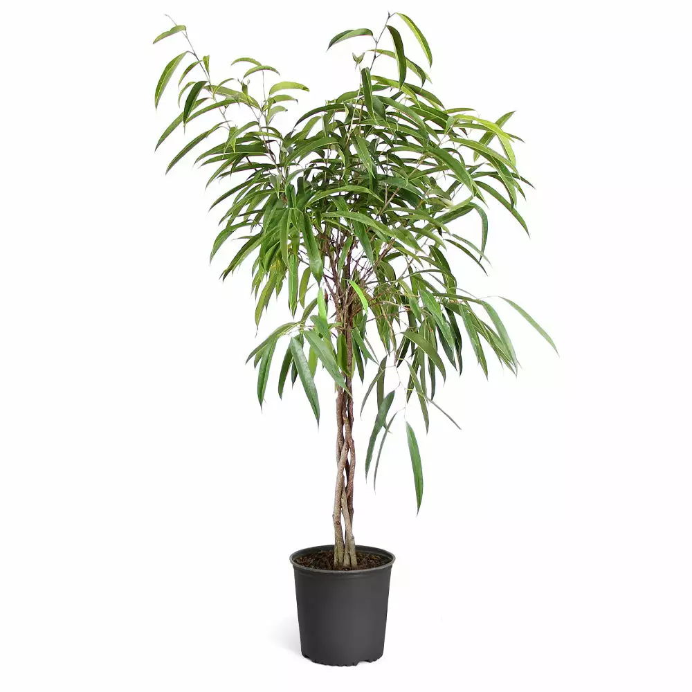 Fast Growing Trees Ficus Alii Braid Plant 12 Fast Growing Trees Ficus Alii Braid Plant