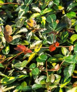 Fast Growing Trees Ficus Alii And Summer Sunset Asiatic Jasmine Combo Air Purifying House Plants 11 Fast Growing Trees Ficus Alii And Summer Sunset Asiatic Jasmine Combo Air Purifying House Plants