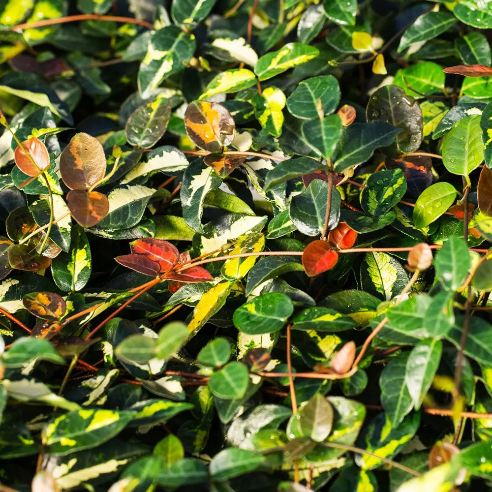 Fast Growing Trees Ficus Alii And Summer Sunset Asiatic Jasmine Combo Air Purifying House Plants 7 Fast Growing Trees Ficus Alii And Summer Sunset Asiatic Jasmine Combo Air Purifying House Plants