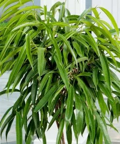 Fast Growing Trees Ficus Alii And Summer Sunset Asiatic Jasmine Combo Air Purifying House Plants 10 Fast Growing Trees Ficus Alii And Summer Sunset Asiatic Jasmine Combo Air Purifying House Plants