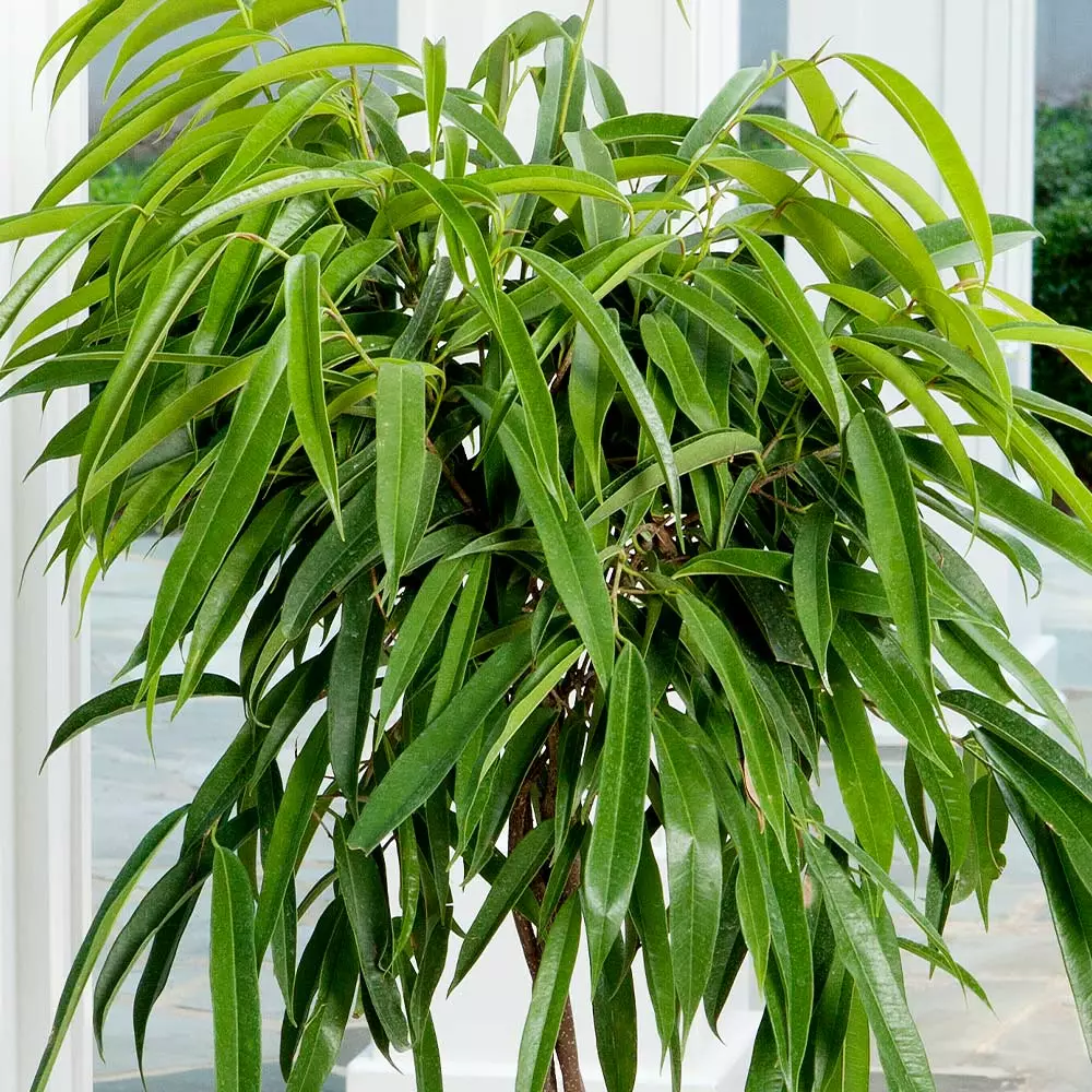 Fast Growing Trees Ficus Alii And Summer Sunset Asiatic Jasmine Combo Air Purifying House Plants 6 Fast Growing Trees Ficus Alii And Summer Sunset Asiatic Jasmine Combo Air Purifying House Plants