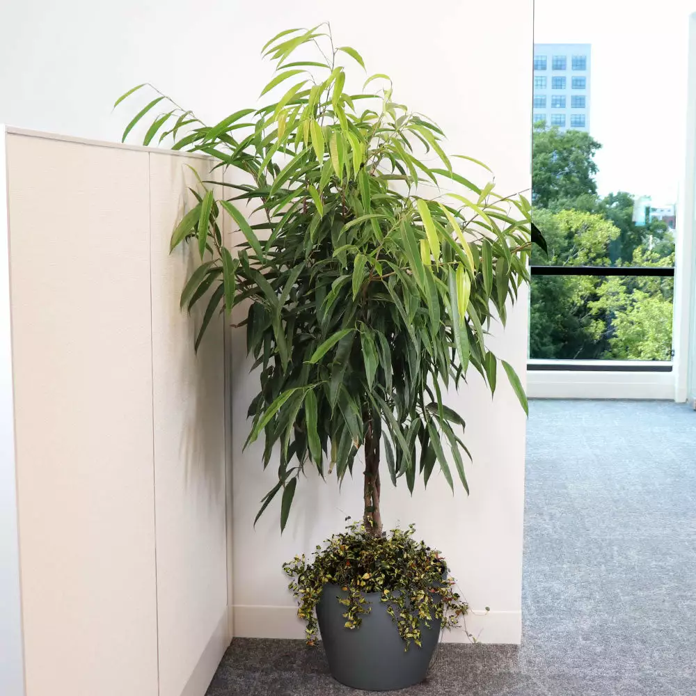 Fast Growing Trees Ficus Alii And Summer Sunset Asiatic Jasmine Combo Air Purifying House Plants 5 Fast Growing Trees Ficus Alii And Summer Sunset Asiatic Jasmine Combo Air Purifying House Plants